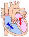 Heart during ventricular diastole