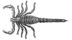 Illustration of a Scorpion. Image provided by Classroom Clip Art (http://classroomclipart.com)