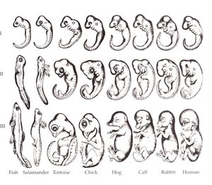 's embryo drawings.