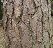 Detailed image of the bole of a Scots pine.