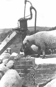 Sheep drinking near a pump