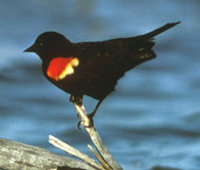 Photo of redwing blackbird