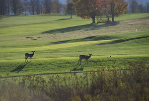 Wildlife is sometimes seen on golf courses but not encouraged due to damage it causes to the course.