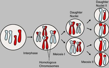 Overview of the major events in meiosis 