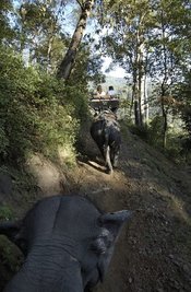 Elephant Trek near Chiang Mae, Thailand. Image provided by Classroom Clip Art (http://classroomclipart.com)