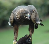 A five year-old American Golden Eagle.