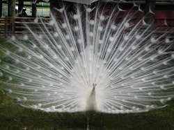 The White Peacock is frequently mistaken for an albino, but is a color mutation