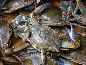 Blue crab on fish market in , 