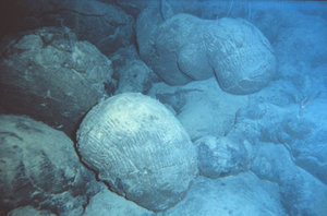 Note the bluish cast given to objects in this underwater photo of  (NOAA)