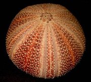 Sea urchin test. Each white band is the location of a row of tube feet; each pair of white bands is called an ambulacrum. There are five such ambulacra; the fivefold symmetry reveals a kinship with starfish.