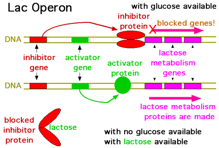 lac operon in detail