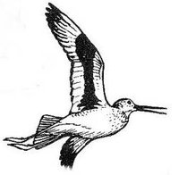 A drawing of a Willet in flight