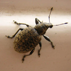 A weevil