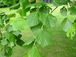 Small-leaved Lime (leaves)