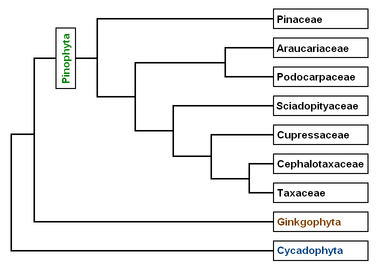 Phylogeny of the Pinophyta based on genetic analysis. Derived from papers by A. Farjon and C. J. Quinn & R. A. Price in the Proceedings of the Fourth International Conifer Conference, Acta Horticulturae 615 (2003)