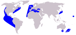 Short-beaked Common Dolphin range