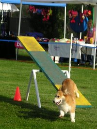 Teeter-totter Dogs, such as this , must be in control as it hits the ground but then continue running.