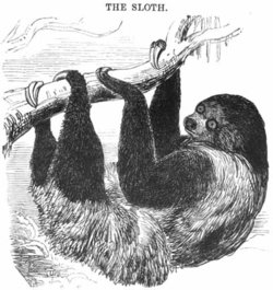 A sloth, as depicted in the 1851 Illustrated London Reading Book