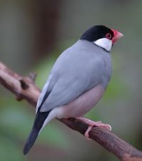 An adult Java Sparrow