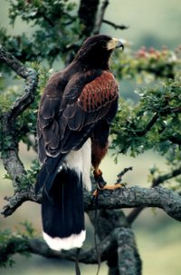 Male Harris' Hawk, Cumbria, England