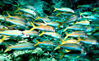 School of yellowfin goatfish (Mulloidichthys vanicolensis)