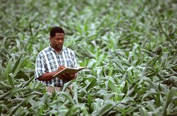 An agricultural scientist records corn growth