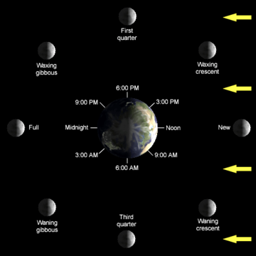 The lunar phase depends on the Moon's position in orbit around the Earth. This diagram looks down on Earth from the north.  Earth's rotation and the Moon's orbit are both counter-clockwise here.  From this diagram, we can see, for example, that the full moon will always rise at sunset, and that the waning crescent moon is high overhead around 9:00 AM local time.