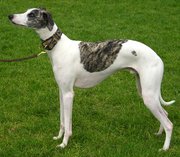The  shows the characteristic long legs, deep chest, and narrow waist of a sight hound.