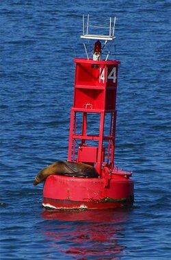 A seal on a buoy in San Diego Harbor