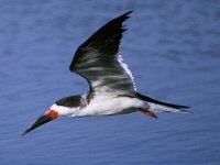 The Black Skimmer's extended lower mandible is adapted to snatching prey from the water in flight.