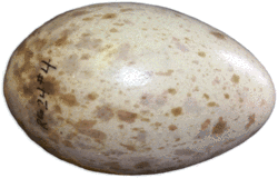 An average Whooping Crane egg is 102 mm long, and weighs 208 grams