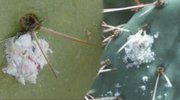 Cochineal insects on a cactus