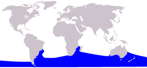 Southern Right Whale range