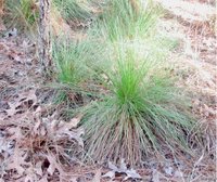 Longleaf Pine: 'grass stage' seedling, near 