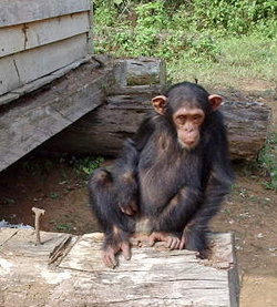 Genetic testing has shown that humans and  have most of their  in common. In a study of 90,000 , 's Morris Goodman found humans and chimpanzees share 99.4% of their DNA.[1] (http://www.freep.com/news/nw/chimp20_20030520.htm) [2] (http://www.reasons.org/resources/apologetics/humans_chimps_same_genus.shtml).
