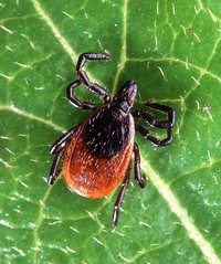 Adult deer ticks can be carriers of Lyme disease.