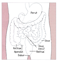 Diagram of the stomach, colon, and rectum