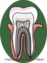 Section of a human Tooth Image provided by Classroom Clip Art (http://classroomclipart.com)