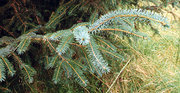 Foliage, showing the blue-green undersides of the needles