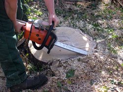 Petrol-driven chain saw, in action on a tree stump