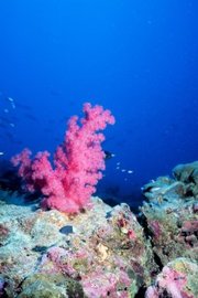 A coral reef can be an oasis of marine life.