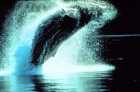 Humpback Whale breeching