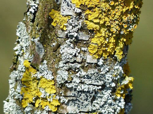 Yellow and white lichen growing on a tree