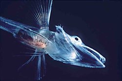 Icefish larva
