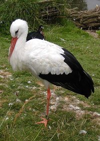 Stork at Bristol Zoo