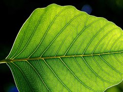 Leaf.  The primary site of photosynthesis in plants.