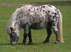 A Shetland pony with its thick winter coat