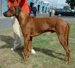 The Rhodesian Ridgeback is the only breed besides the  with a ridge of fur along the spine.