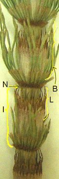 Vegetative stem: N = node, I = internode, B = branch in whorl, L = fused megaphylls