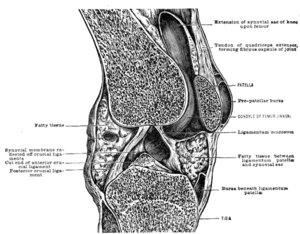 Diagram of the knee provided by Classroom Clip Art (http://classroomclipart.com)